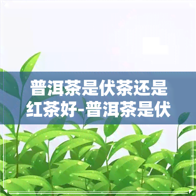 普洱茶是伏茶还是红茶好-普洱茶是伏茶还是红茶好呢