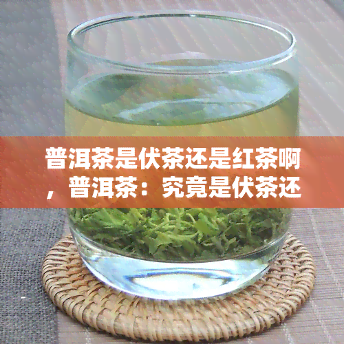 普洱茶是伏茶还是红茶啊，普洱茶：究竟是伏茶还是红茶？