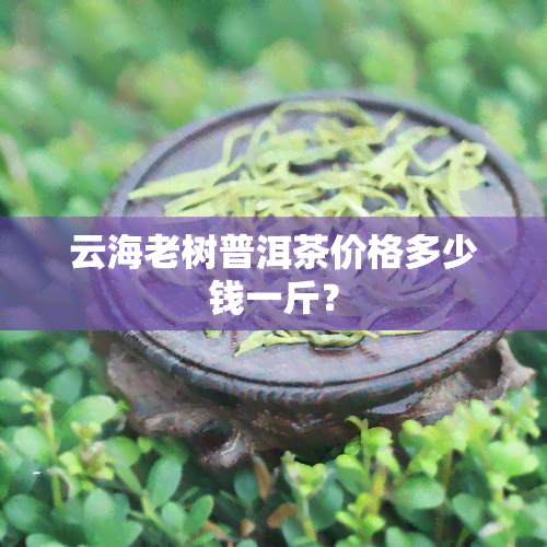 云海老树普洱茶价格多少钱一斤？