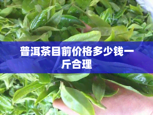 普洱茶目前价格多少钱一斤合理