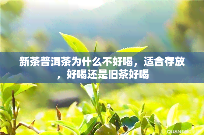 新茶普洱茶为什么不好喝，适合存放，好喝还是旧茶好喝