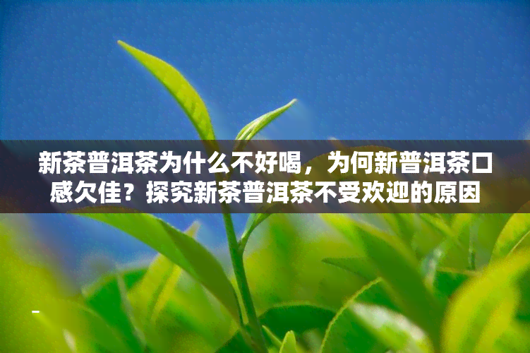 新茶普洱茶为什么不好喝，为何新普洱茶口感欠佳？探究新茶普洱茶不受欢迎的原因