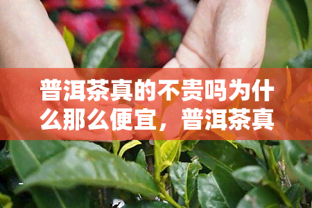 普洱茶真的不贵吗为什么那么便宜，普洱茶真的不贵吗为什么那么便宜-普洱茶真的不贵吗为什么那么便宜呢