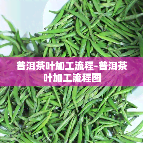 普洱茶叶加工流程-普洱茶叶加工流程图