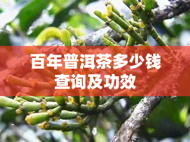 百年普洱茶多少钱查询及功效