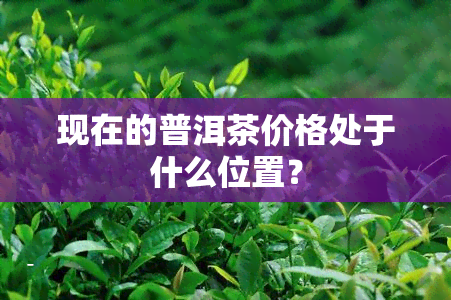 现在的普洱茶价格处于什么位置？