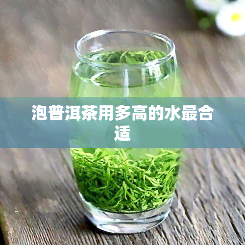 泡普洱茶用多高的水最合适