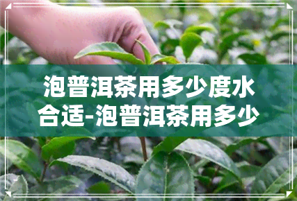 泡普洱茶用多少度水合适-泡普洱茶用多少度水合适呢