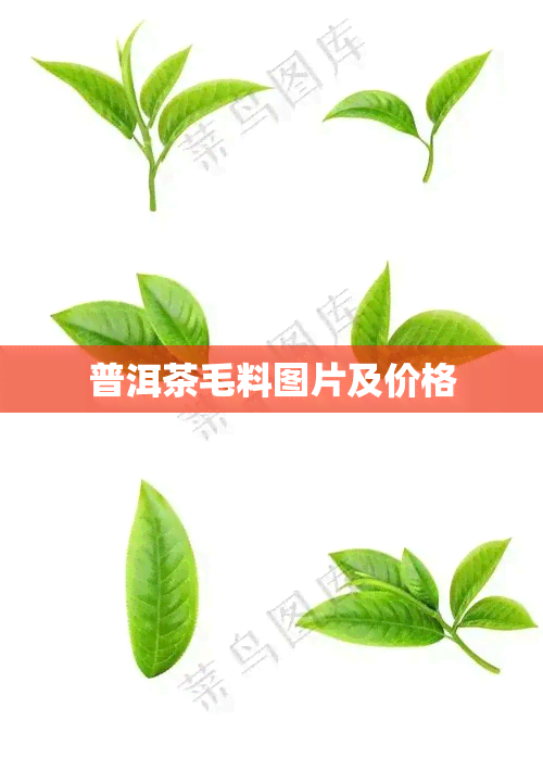 普洱茶毛料图片及价格