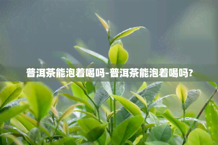 普洱茶能泡着喝吗-普洱茶能泡着喝吗?