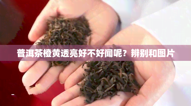 普洱茶橙黄透亮好不好闻呢？辨别和图片