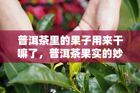 普洱茶里的果子用来干嘛了，普洱茶果实的妙用：探索茶叶中的宝藏