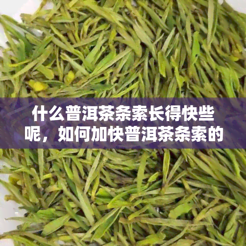 什么普洱茶条索长得快些呢，如何加快普洱茶条索的生长速度？