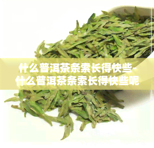 什么普洱茶条索长得快些-什么普洱茶条索长得快些呢