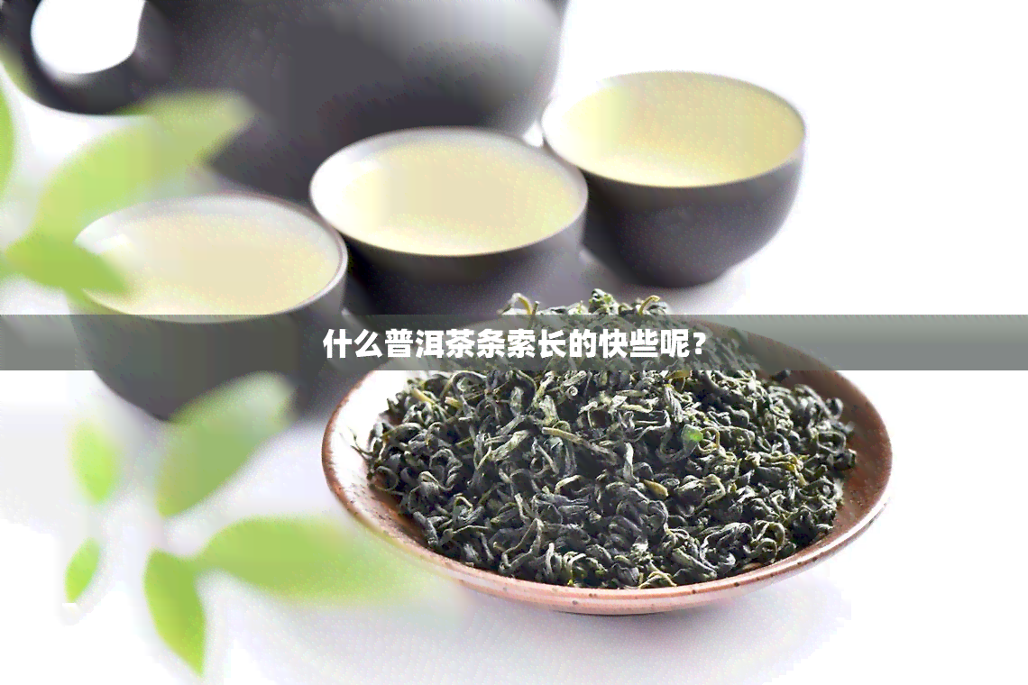 什么普洱茶条索长的快些呢？