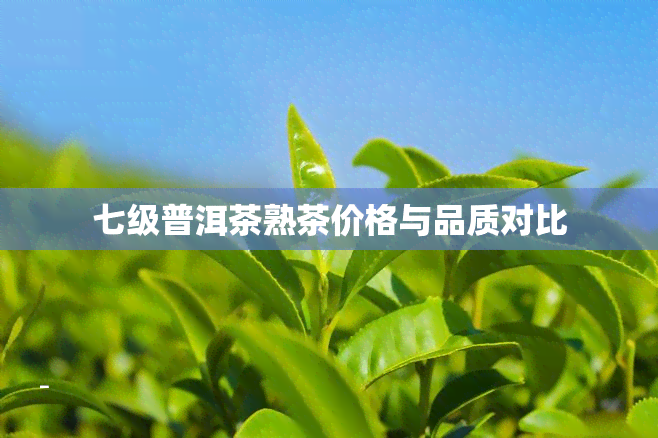 七级普洱茶熟茶价格与品质对比