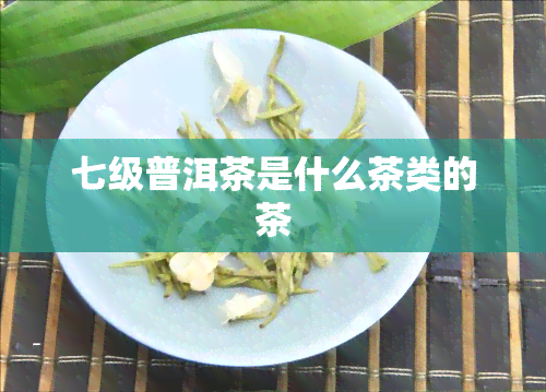 七级普洱茶是什么茶类的茶