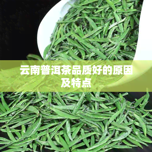 云南普洱茶品质好的原因及特点