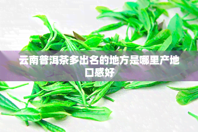 云南普洱茶多出名的地方是哪里产地口感好