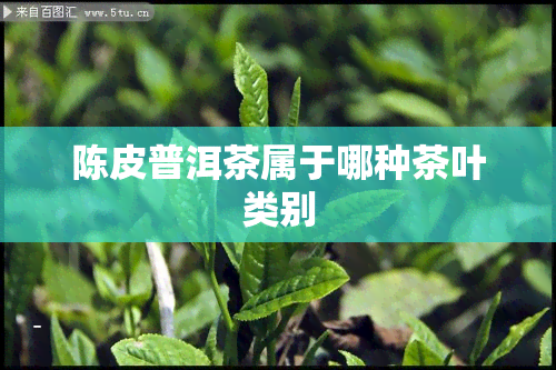 陈皮普洱茶属于哪种茶叶类别