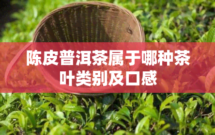 陈皮普洱茶属于哪种茶叶类别及口感