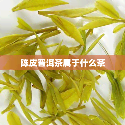 陈皮普洱茶属于什么茶