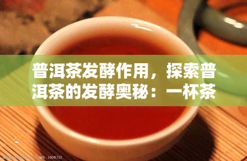 普洱茶发酵作用，探索普洱茶的发酵奥秘：一杯茶中的微生物魔力