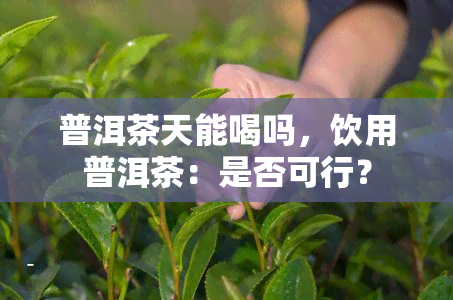 普洱茶天能喝吗，饮用普洱茶：是否可行？