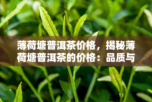 薄荷塘普洱茶价格，揭秘薄荷塘普洱茶的价格：品质与价值的完美平