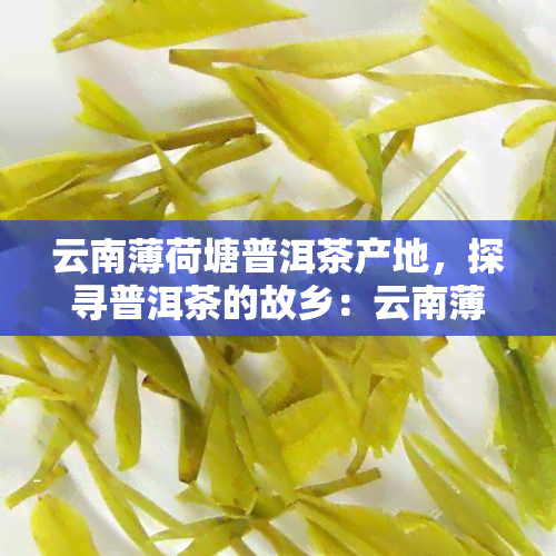 云南薄荷塘普洱茶产地，探寻普洱茶的故乡：云南薄荷塘产地之旅