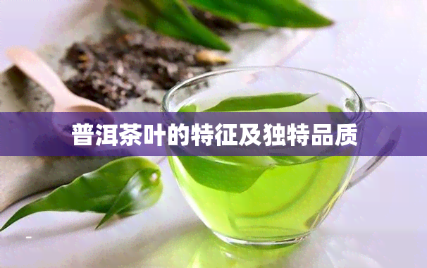 普洱茶叶的特征及独特品质