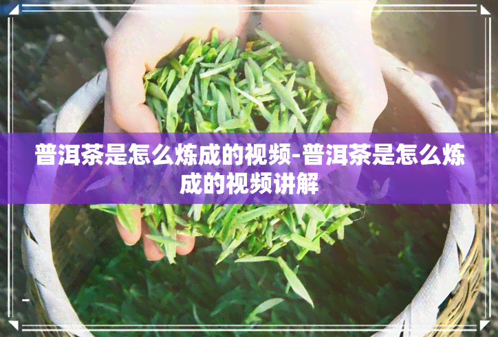 普洱茶是怎么炼成的视频-普洱茶是怎么炼成的视频讲解