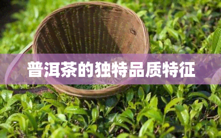 普洱茶的独特品质特征