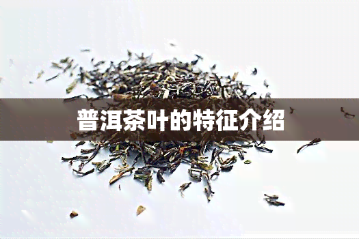 普洱茶叶的特征介绍