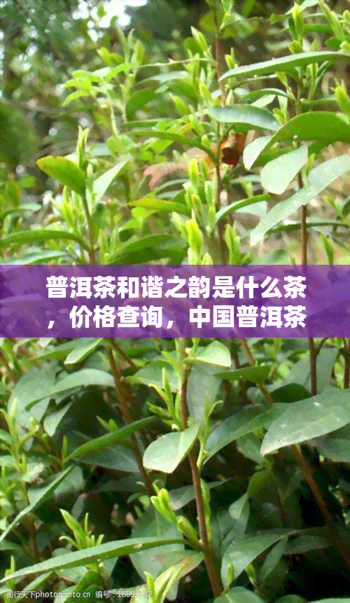 普洱茶和谐之韵是什么茶，价格查询，中国普洱茶