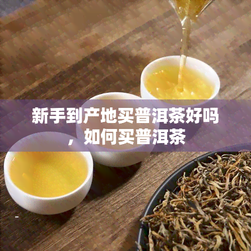 新手到产地买普洱茶好吗，如何买普洱茶