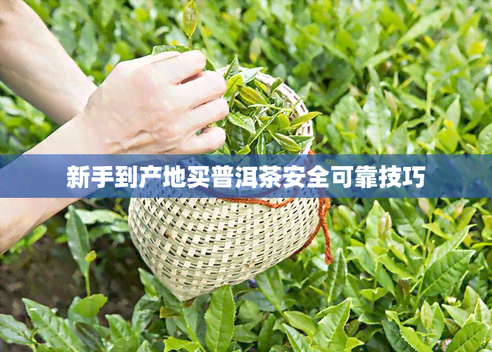 新手到产地买普洱茶安全可靠技巧