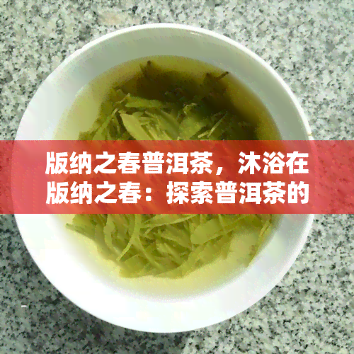 版纳之春普洱茶，沐浴在版纳之春：探索普洱茶的醇香与历