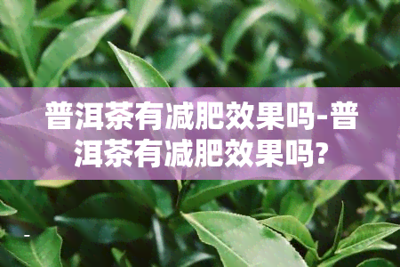 普洱茶有减肥效果吗-普洱茶有减肥效果吗?