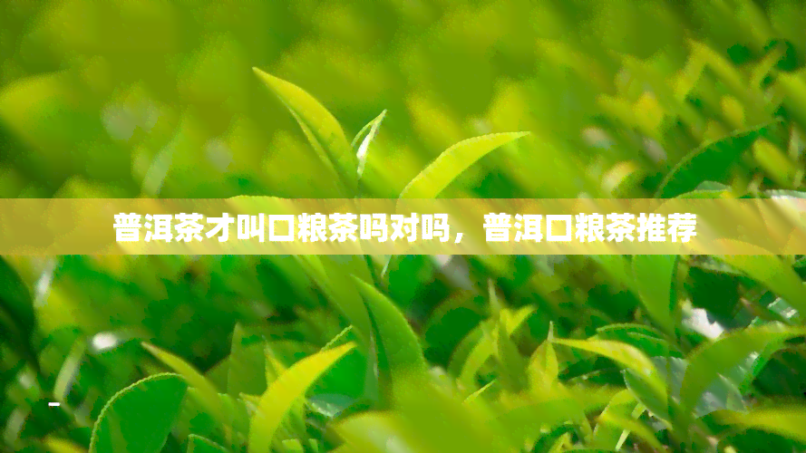 普洱茶才叫口粮茶吗对吗，普洱口粮茶推荐