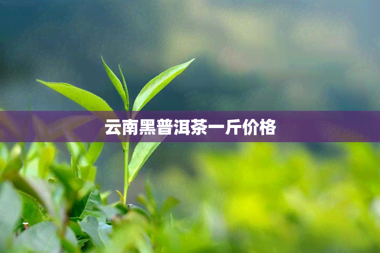 云南黑普洱茶一斤价格