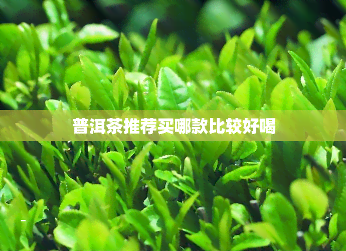 普洱茶推荐买哪款比较好喝