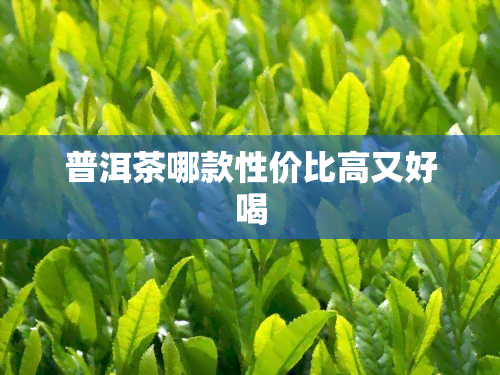 普洱茶哪款性价比高又好喝