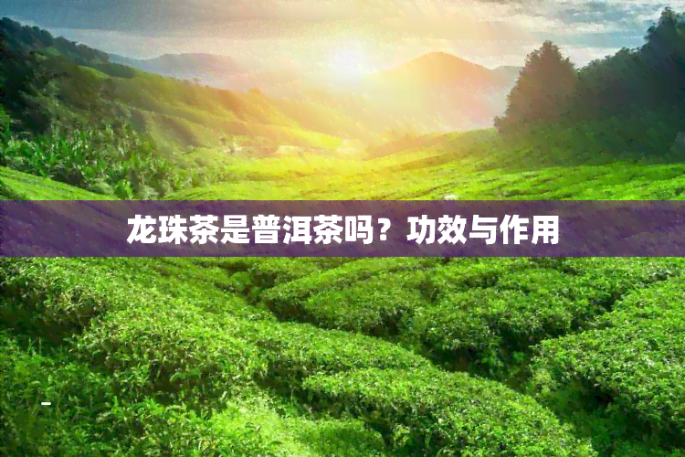 龙珠茶是普洱茶吗？功效与作用