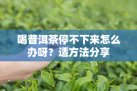 喝普洱茶停不下来怎么办呀？适方法分享