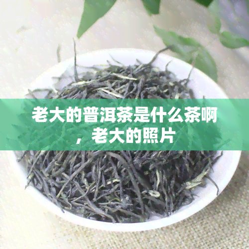 老大的普洱茶是什么茶啊，老大的照片