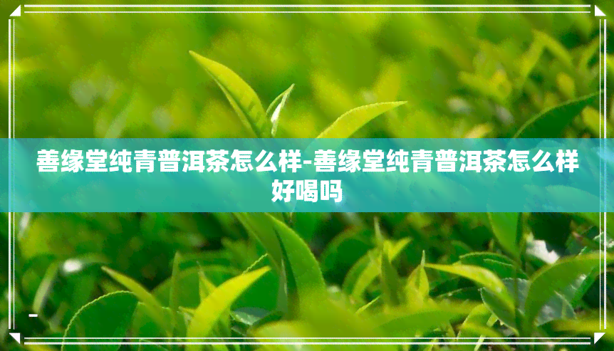 善缘堂纯青普洱茶怎么样-善缘堂纯青普洱茶怎么样好喝吗