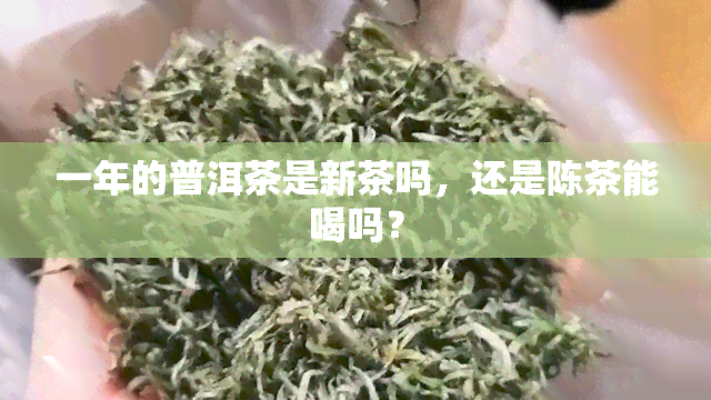 一年的普洱茶是新茶吗，还是陈茶能喝吗？