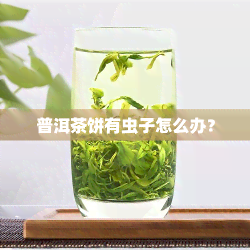 普洱茶饼有虫子怎么办？