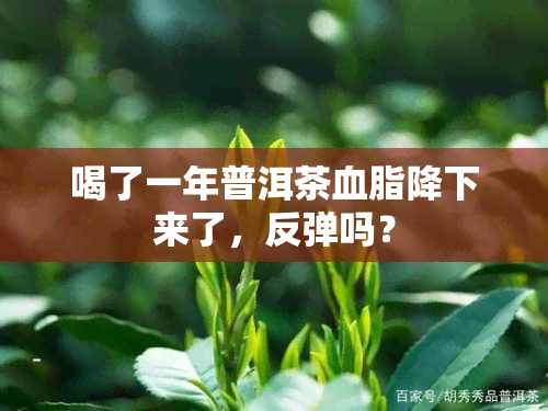 喝了一年普洱茶血脂降下来了，反弹吗？